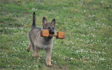 MASTICAZIONE, BOCCA DEL CUCCIOLO E MORSI DEL CANE