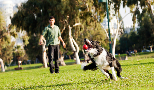 Toelettatura di base del cane